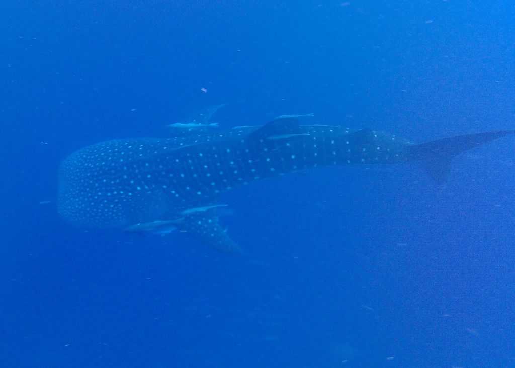 Le requin baleine