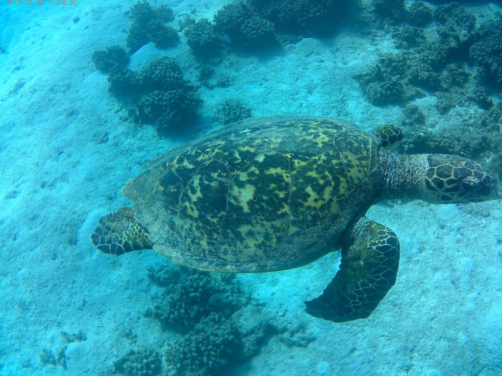 Une tortue imbriqué