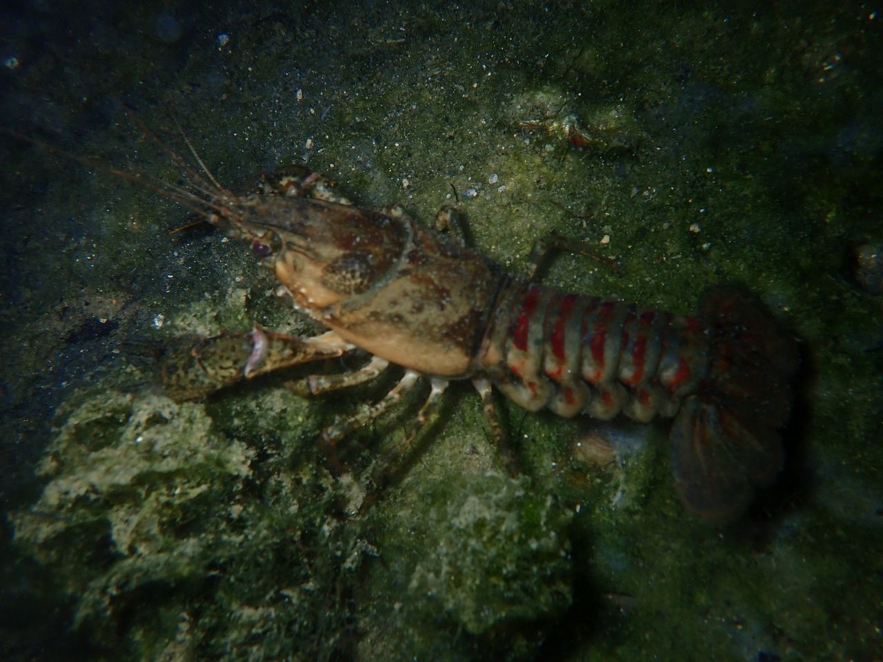 écrevisse à pattes grêles