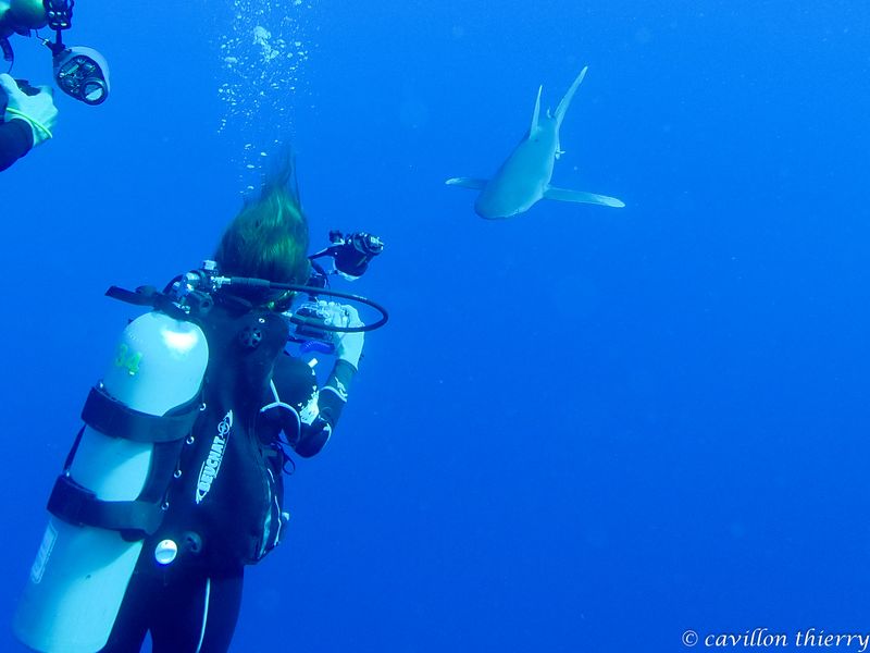 Face à face avec le longimanus