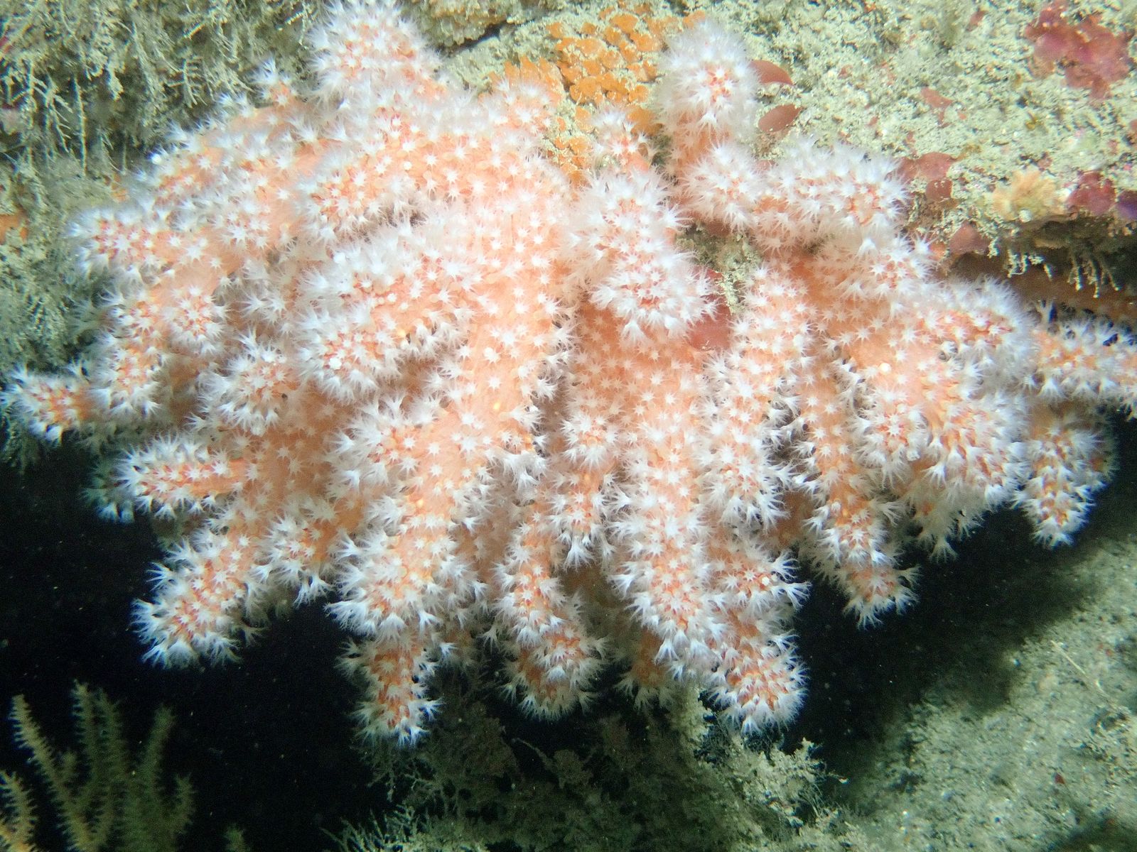 Alcyonium digitatum