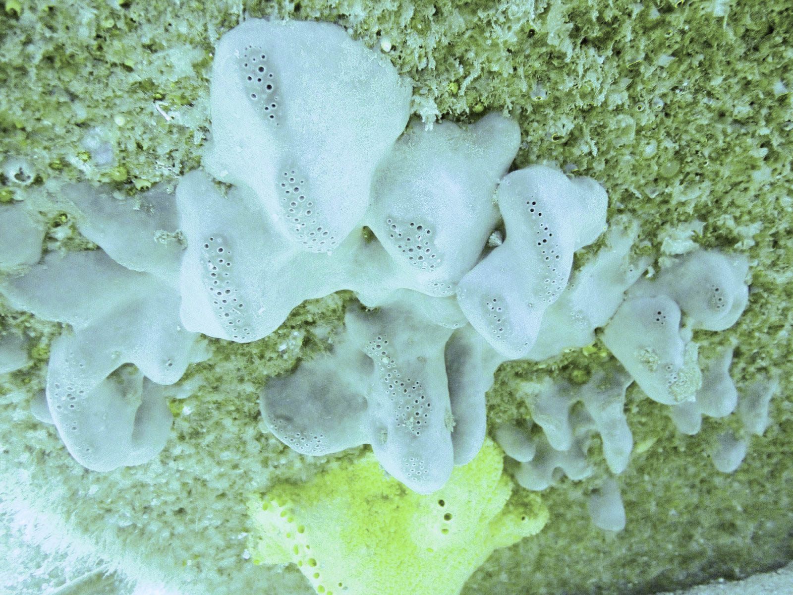 Pachymatisma johnstonia Pachymatisma johnstonia