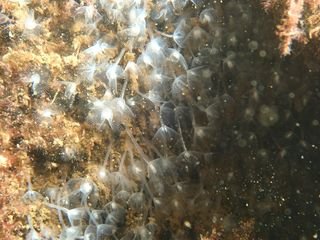 Forme 4 Dunkerque 06-2021