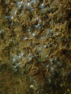 Forme 4 Dunkerque 06-2021