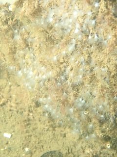 Forme 4 Dunkerque 06-2021