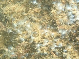 Forme 4 Dunkerque 06-2021