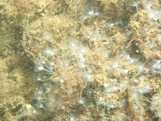 Forme 4 Dunkerque 06-2021