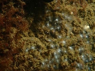 Forme 4 Dunkerque 06-2021