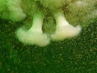 Forme 4 Dunkerque 06-2021