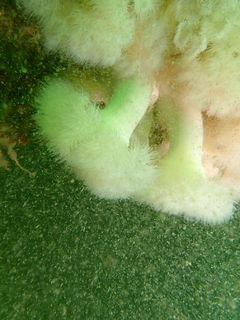 Forme 4 Dunkerque 06-2021