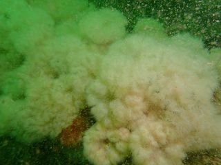 Forme 4 Dunkerque 06-2021