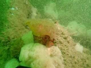 Forme 4 Dunkerque 06-2021