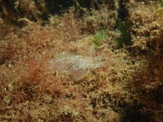 Forme 4 Dunkerque 06-2021