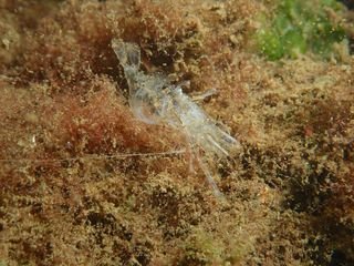 Forme 4 Dunkerque 06-2021