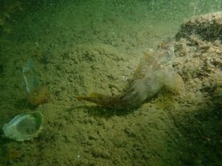 Forme 4 Dunkerque 06-2021