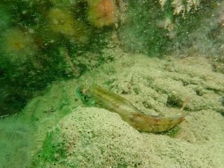 Forme 4 Dunkerque 06-2021