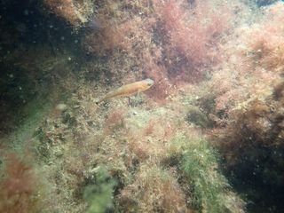 Forme 4 Dunkerque 06-2021