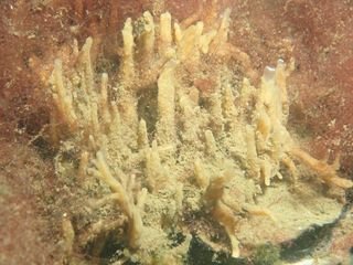 Forme 4 Dunkerque 06-2021