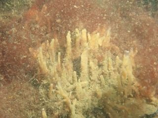 Forme 4 Dunkerque 06-2021