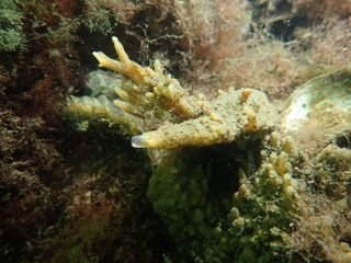 Forme 4 Dunkerque 06-2021