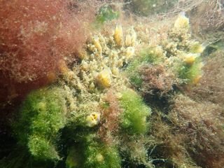 Forme 4 Dunkerque 06-2021