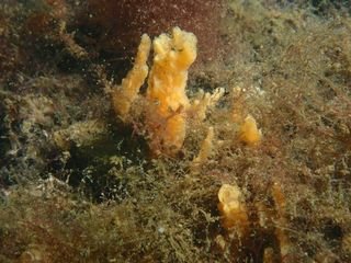 Forme 4 Dunkerque 06-2021