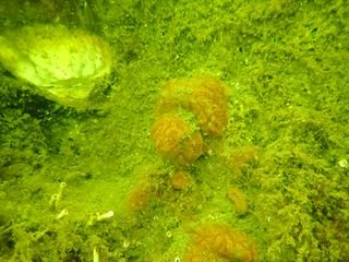 Forme 4 Dunkerque 06-2021