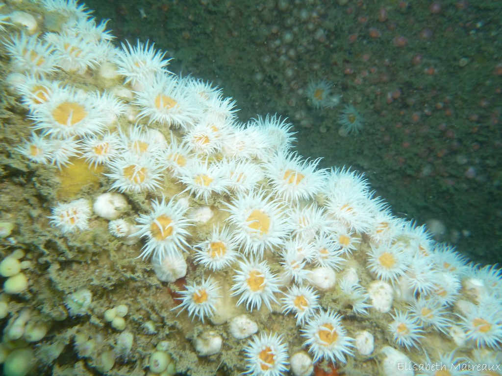 Anémones marguerites